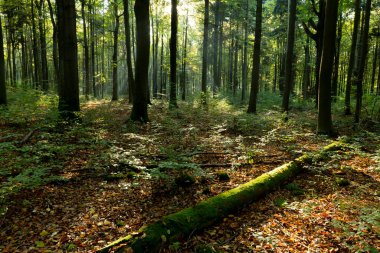 Arka planda sonbahar yaprakları, orman ve güneş