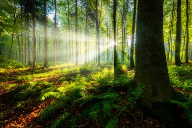 Yeşil ormanda güneşli güzel bir sabah