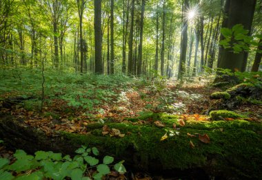 Sabah güzel bir orman