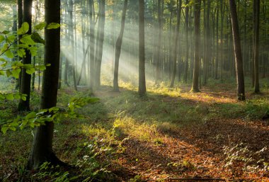 Ağaçları ve yeşil yaprakları olan güzel bir sonbahar ormanı
