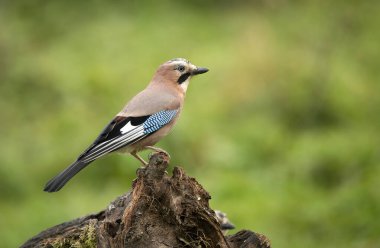 Avrasya kuşu (Garrulus glandarius )