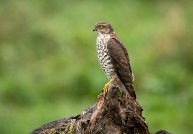 Atmaca (Accipiter nisus) kapat