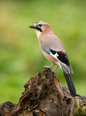 Avrasya kuşu (Garrulus glandarius )