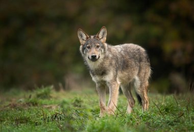 Gri Kurt (Canis lupus) yakın plan