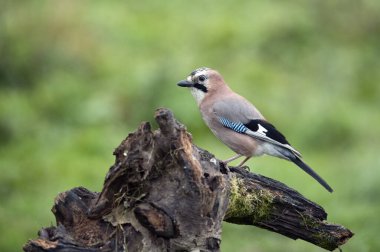 Avrasya kuşu (Garrulus glandarius )
