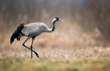 Yaygın vinç kuşu (grus grus )
