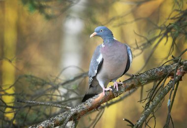 Ortak ahşap güvercin ( Columba palumbus )