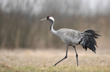 Yaygın vinç kuşu (grus grus )