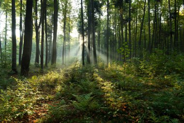 Yeşil ormanda güneşli güzel bir sabah