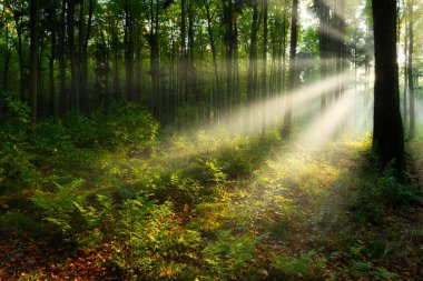 Beautiful sunny morning in the green forest