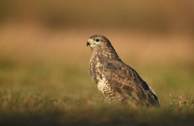 Yaygın akbaba (Buteo buteo) kapat