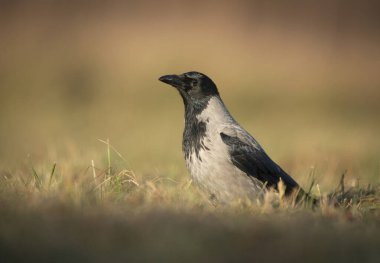Kapüşonlu karga (Corvus corone) kapat