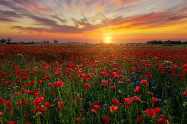 Schöner Sonnenaufgang Über Dem Roten Mohnfeld — Stockfoto