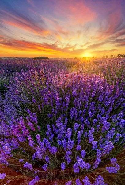 Vacker Sommar Solnedgång Över Lavendelfält — Stockfoto