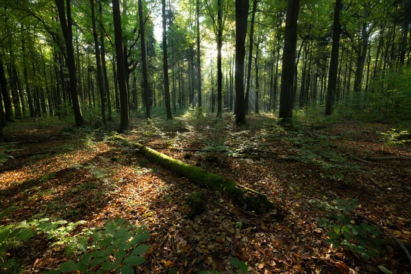 Caminho Floresta Através Grama Verde Uma Bela Vista Pinheiro Nebuloso — Fotografia de Stock