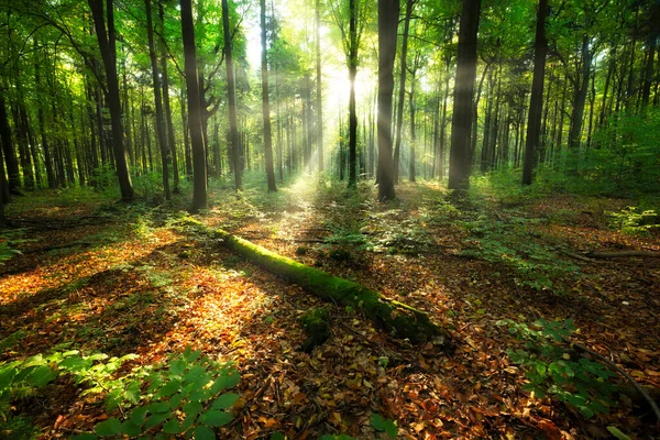 Beautiful Sunny Morning Green Forest — Fotografia de Stock