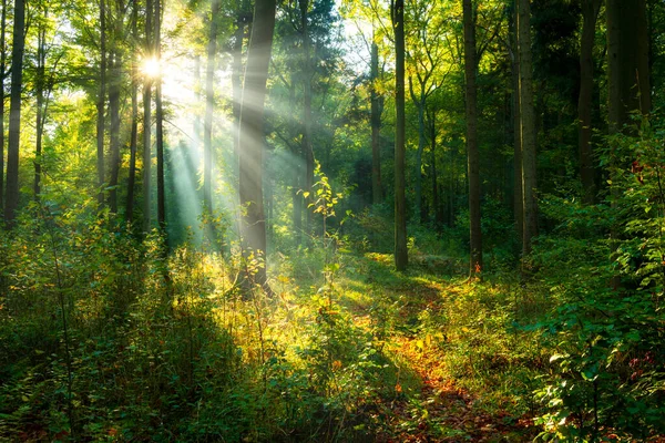 Yeşil ormanda güneşli güzel bir sabah