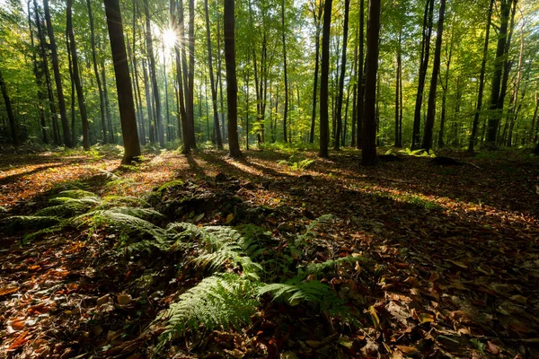 Sabah güzel bir orman