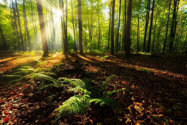 Yeşil ormanda güneşli güzel bir sabah