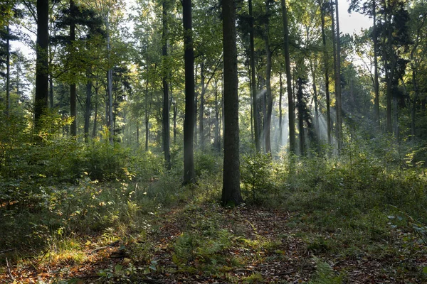 Солнечное Утро Зеленом Лесу — стоковое фото