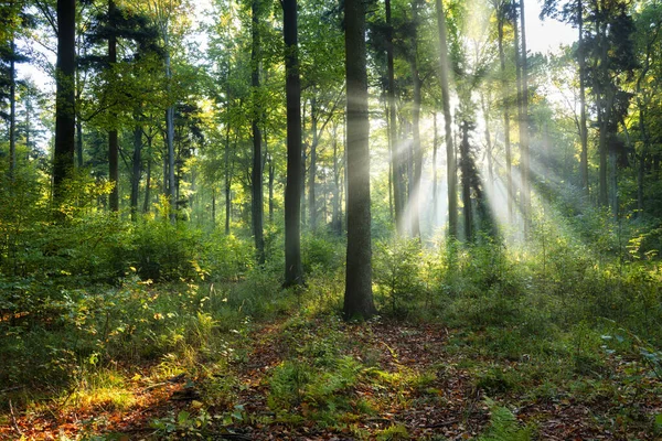 Yeşil ormanda güneşli güzel bir sabah