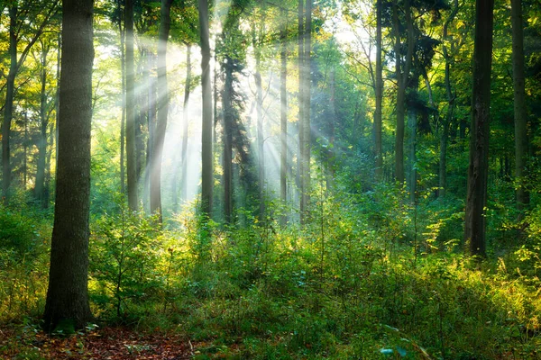 Yeşil ormanda güneşli güzel bir sabah