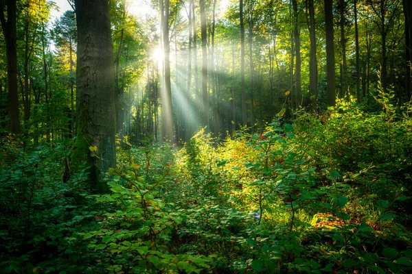 Bella Mattina Sole Nel Verde Della Foresta — Foto Stock