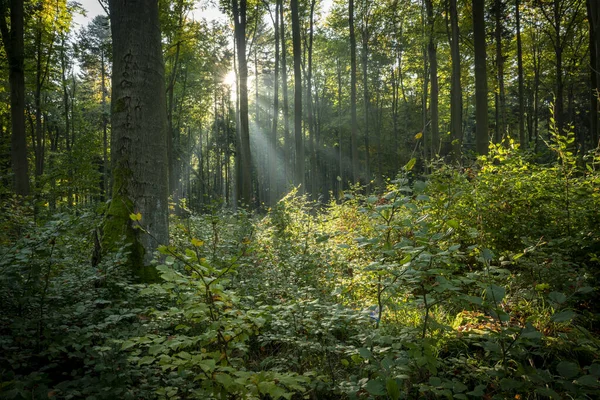 Yeşil ormanda güneşli güzel bir sabah
