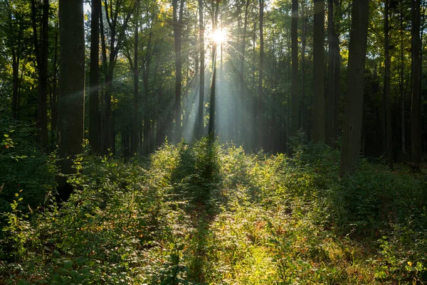 Beautiful Sunny Morning Green Forest — Zdjęcie stockowe