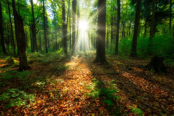Bella Mattina Sole Nel Verde Della Foresta — Foto Stock