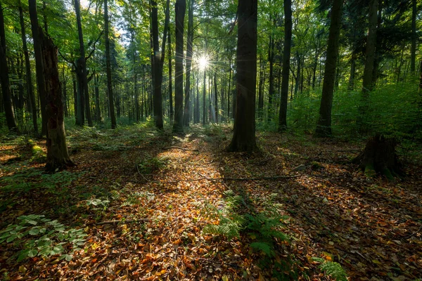 Yeşil ormanda güneşli güzel bir sabah