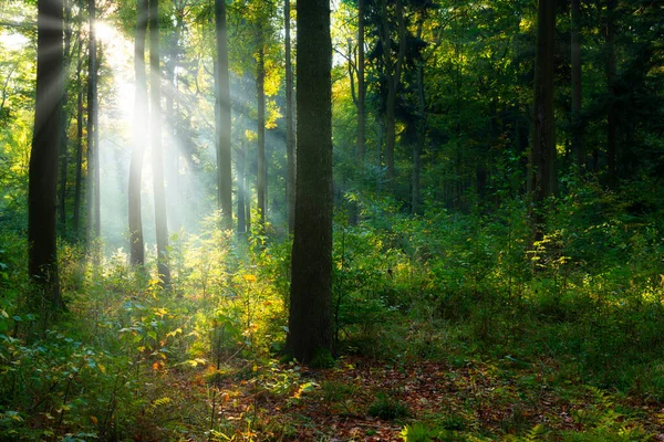 Belle Matinée Ensoleillée Dans Forêt Verte — Photo