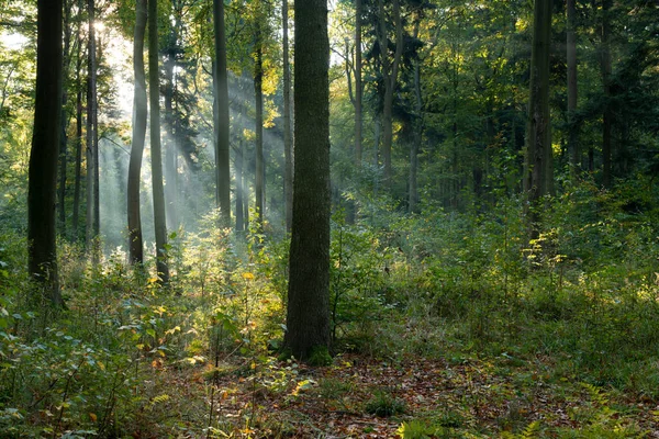 Yeşil ormanda güneşli güzel bir sabah