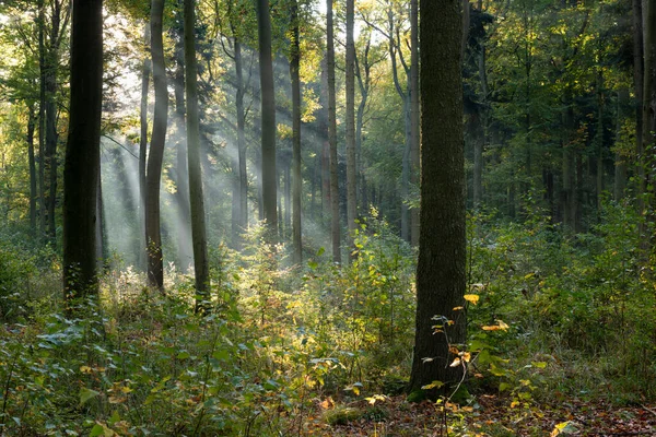 美丽的阳光明媚的清晨 在绿林里 — 图库照片