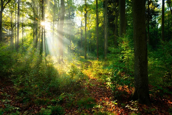 Yeşil ormanda güneşli güzel bir sabah