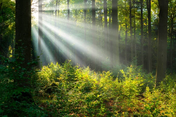 Vacker Solig Morgon Den Gröna Skogen — Stockfoto