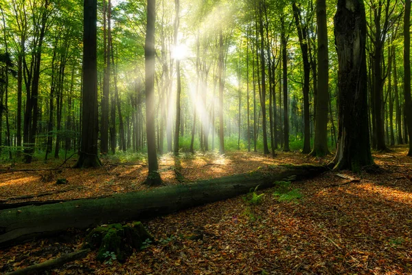 Beautiful Sunny Morning Green Forest — Stock Photo, Image