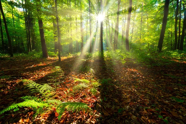 Yeşil ormanda güneşli güzel bir sabah