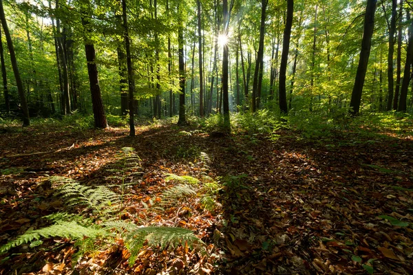 Forest Summer Autumn Landscape — Stock Photo, Image