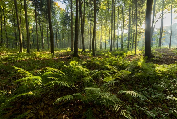 Bela Floresta Manhã — Fotografia de Stock