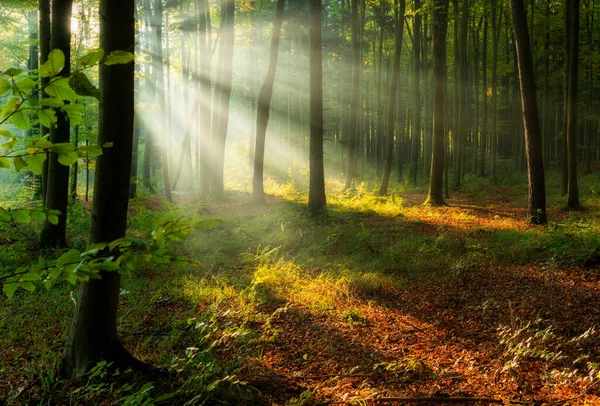 Beautiful Sunny Morning Green Forest — Stock fotografie