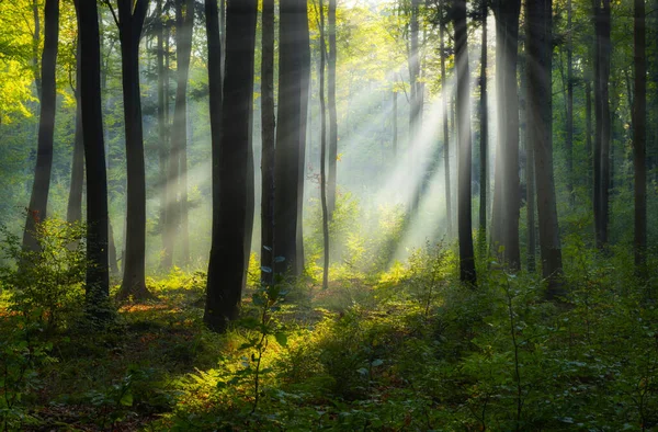 Prachtige Zonnige Ochtend Het Groene Bos — Stockfoto