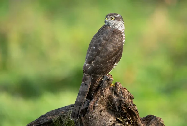 Sparrowhawk Accipiter Nisus Close — Photo