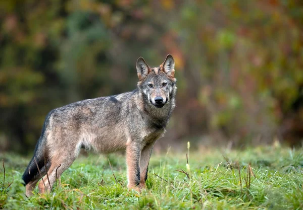 Lobo Cinzento Canis Lupus Perto — Fotografia de Stock