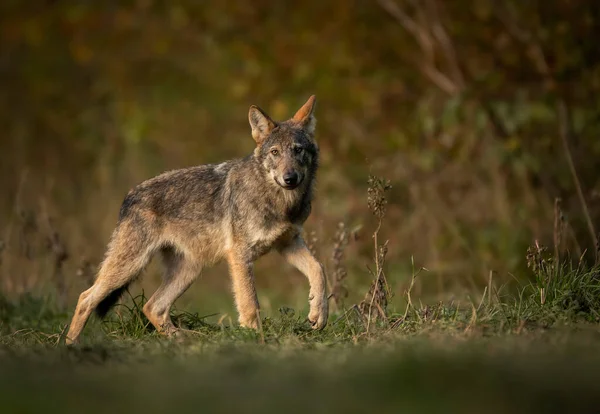 Lobo Gris Canis Lupus Cerca — Foto de Stock