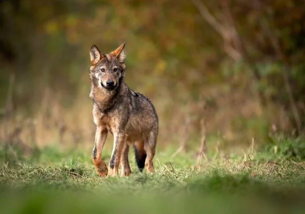 Lobo Gris Canis Lupus Cerca — Foto de Stock