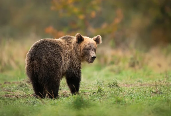 Wild Brown Bear Ursus Arctos Autumn Forest — Stock Photo, Image
