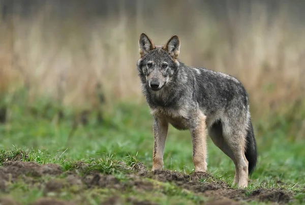 Grey Wolf Canis Lupus Close — Stockfoto