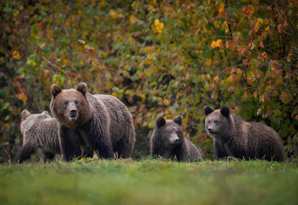 Wild brown bear female with three cubs
