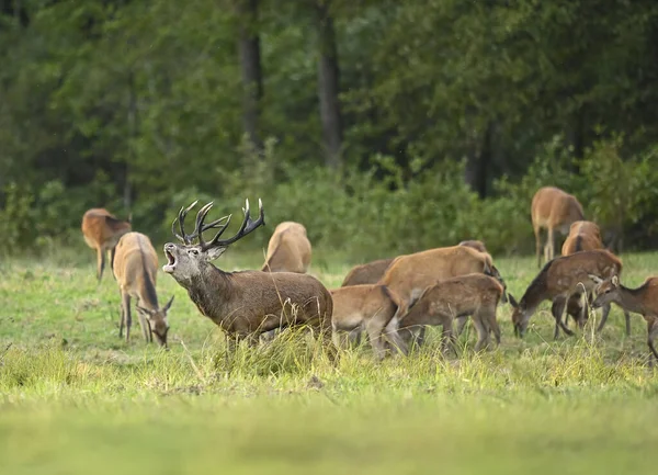 European Deer Male Buck Cervus Elaphus Rut – stockfoto